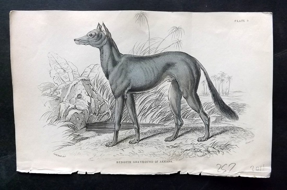 Jardine, William C1840 Hand Col Dog Print. Bedouin Greyhound of Akkaba (1 of 1)