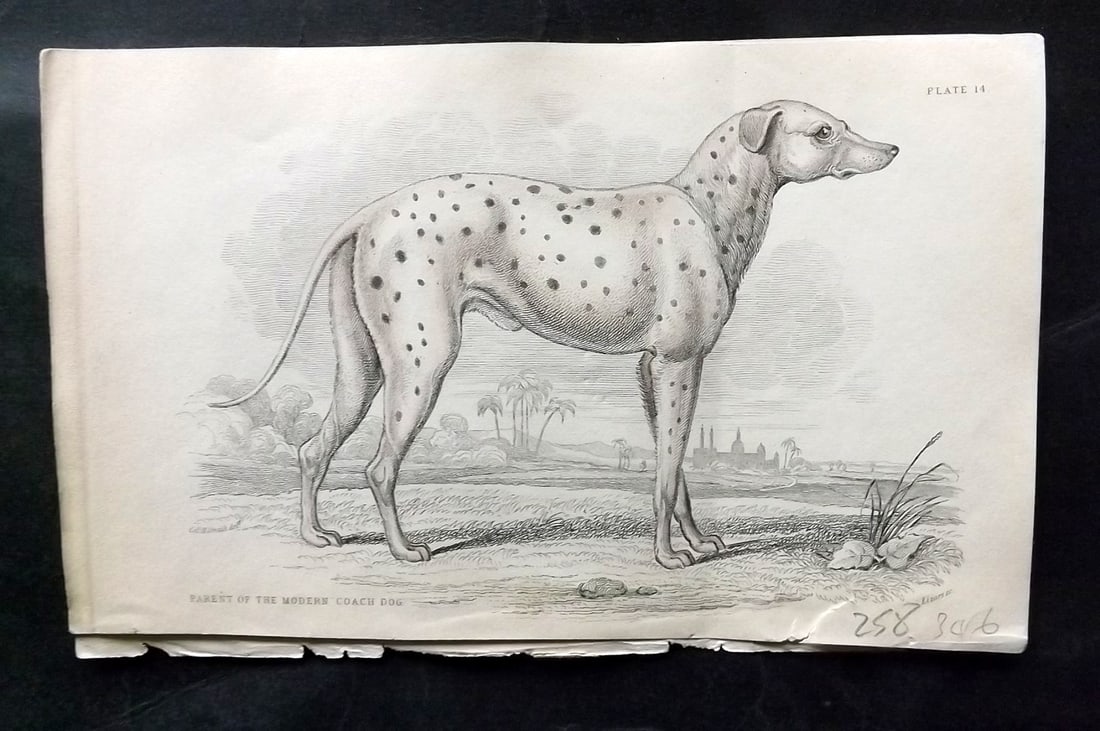 Jardine, William C1840 Hand Col Dog Print. Parent of the Modern Coach Dog (1 of 1)