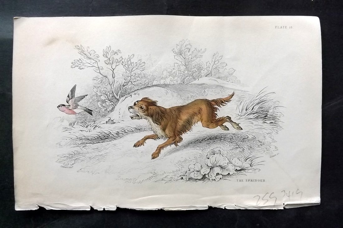 Jardine, William C1840 Hand Col Dog Print. Springer (1 of 1)