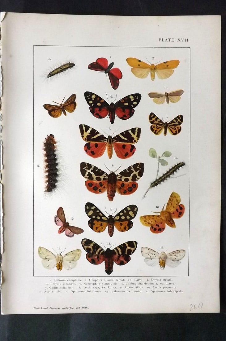 Kappel & Kirby C1895 Antique Moth Print 17: Lithographs Published C1895, London for "British and European Butterflies and Moths" by A. W. Kappel and W. Egmont Kirby. Paper Size: 11.5 x 8 inch (29 x 21cm) Good Condition