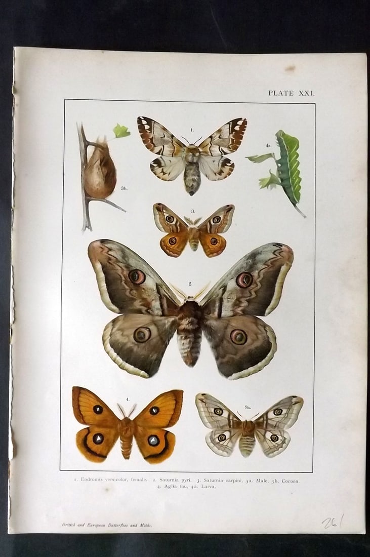 Kappel & Kirby C1895 Antique Moth Print 21 (1 of 1)