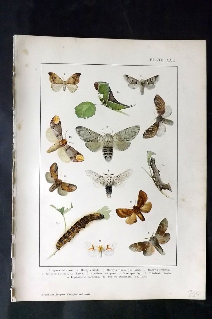Kappel & Kirby C1895 Antique Moth Print 22: Lithographs Published C1895, London for "British and European Butterflies and Moths" by A. W. Kappel and W. Egmont Kirby. Paper Size: 11.5 x 8 inch (29 x 21cm) Good Condition