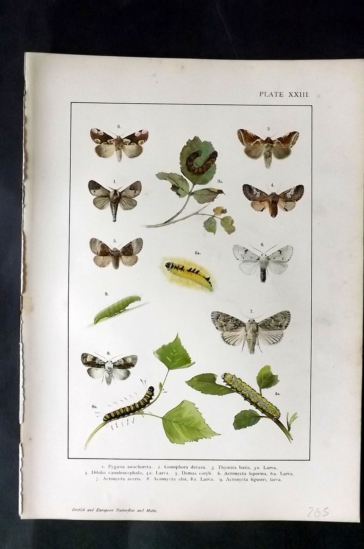 Kappel & Kirby C1895 Antique Moth Print 23: Lithographs Published C1895, London for "British and European Butterflies and Moths" by A. W. Kappel and W. Egmont Kirby. Paper Size: 11.5 x 8 inch (29 x 21cm) Good Condition