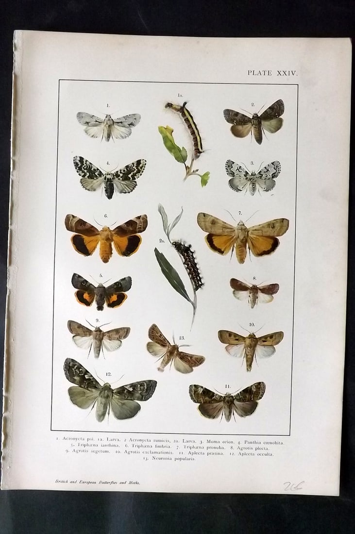 Kappel & Kirby C1895 Antique Moth Print 24: Lithographs Published C1895, London for "British and European Butterflies and Moths" by A. W. Kappel and W. Egmont Kirby. Paper Size: 11.5 x 8 inch (29 x 21cm) Good Condition