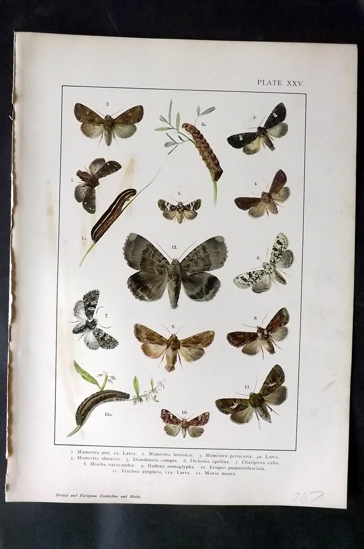 Kappel & Kirby C1895 Antique Moth Print 25: Lithographs Published C1895, London for "British and European Butterflies and Moths" by A. W. Kappel and W. Egmont Kirby. Paper Size: 11.5 x 8 inch (29 x 21cm) Very minor background toning. Good Condi