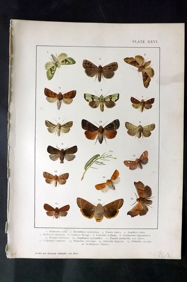 Kappel & Kirby C1895 Antique Moth Print 26: Lithographs Published C1895, London for "British and European Butterflies and Moths" by A. W. Kappel and W. Egmont Kirby. Paper Size: 11.5 x 8 inch (29 x 21cm) Good Condition