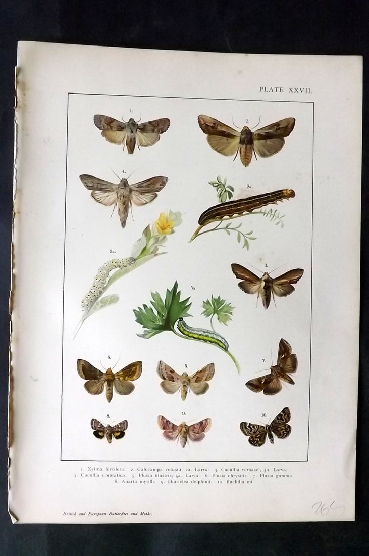 Kappel & Kirby C1895 Antique Moth Print 27: Lithographs Published C1895, London for "British and European Butterflies and Moths" by A. W. Kappel and W. Egmont Kirby. Paper Size: 11.5 x 8 inch (29 x 21cm) Good Condition