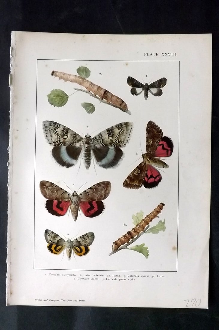 Kappel & Kirby C1895 Antique Moth Print 28: Lithographs Published C1895, London for "British and European Butterflies and Moths" by A. W. Kappel and W. Egmont Kirby. Paper Size: 11.5 x 8 inch (29 x 21cm) Very minor background toning. Good Condi