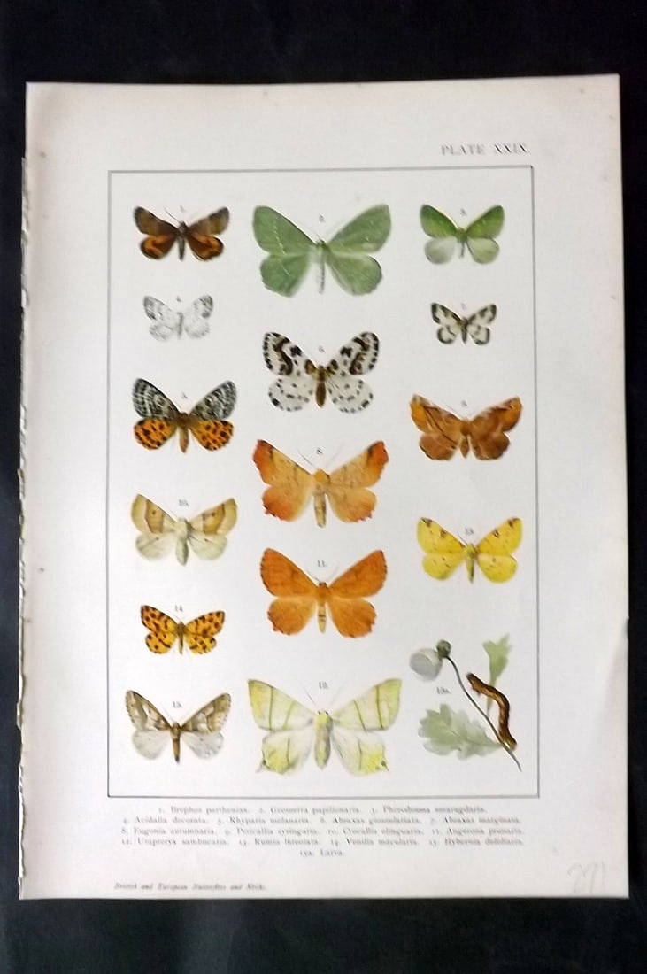 Kappel & Kirby C1895 Antique Moth Print 29: Lithographs Published C1895, London for "British and European Butterflies and Moths" by A. W. Kappel and W. Egmont Kirby. Paper Size: 11.5 x 8 inch (29 x 21cm) Good Condition