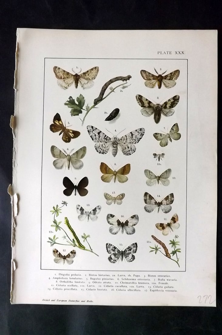 Kappel & Kirby C1895 Antique Moth Print 30: Lithographs Published C1895, London for "British and European Butterflies and Moths" by A. W. Kappel and W. Egmont Kirby. Paper Size: 11.5 x 8 inch (29 x 21cm) Good Condition
