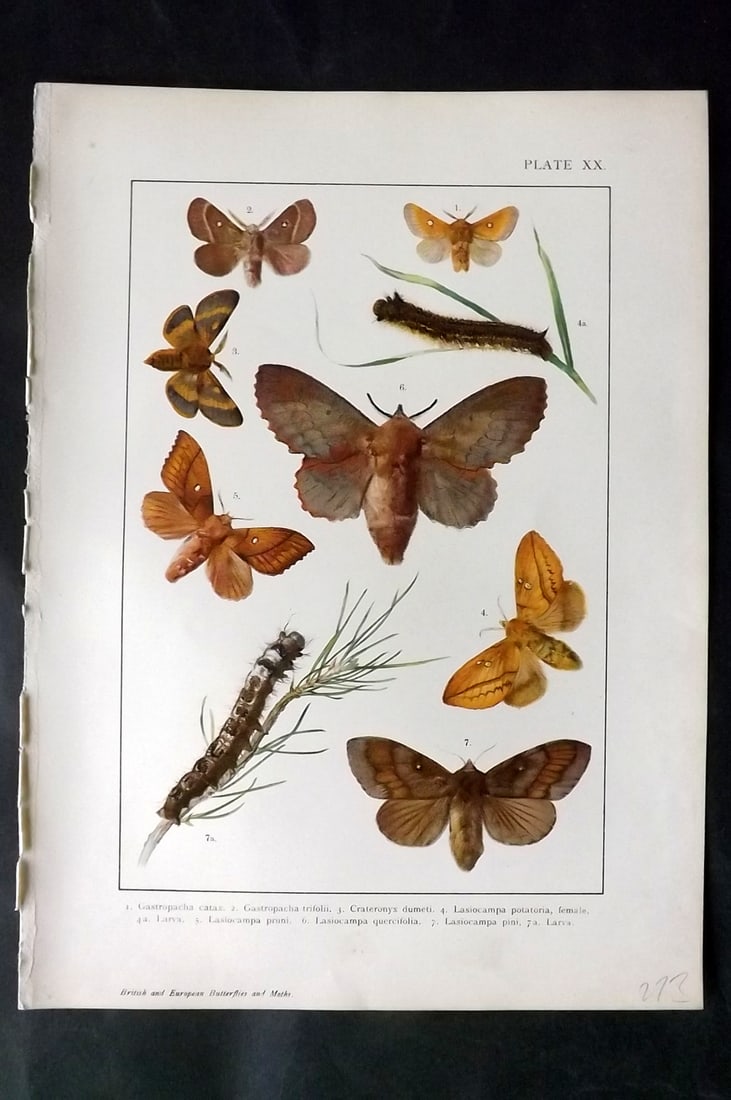Kappel & Kirby C1895 Antique Moth Print 20 (1 of 1)