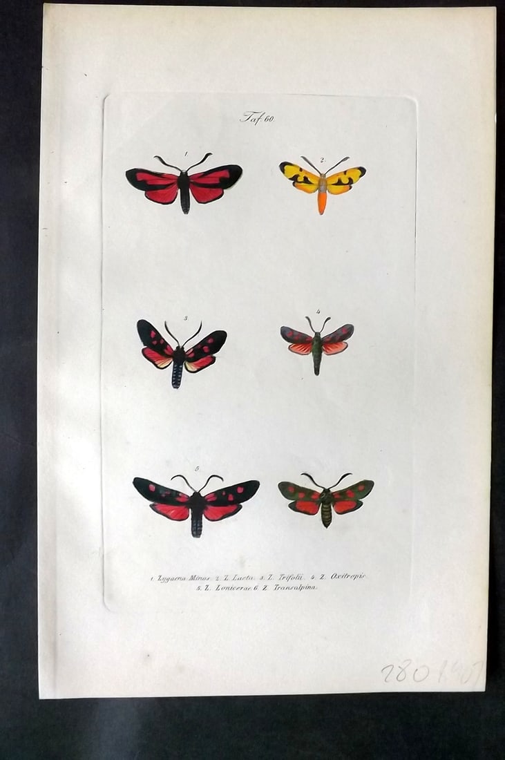 Kayser, J. C. 1860 Hand Col Butterfly Moth Print 60: Hand Colored Etchings Published 1852-60, Leipzig for "Deutschlands Schmetterlinge" by Dr J. C. Kayser. Paper Size: 9.5 x 6 inch (24 x 16cm) Good Condition