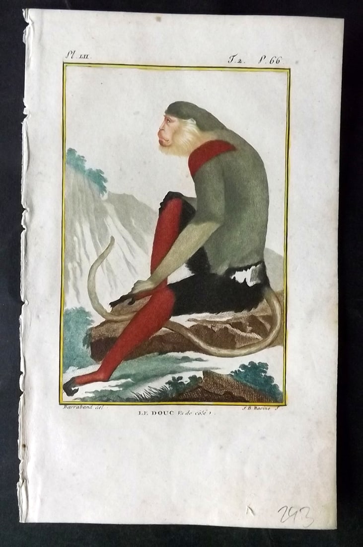 Latreille, Pierre-Andre 1800 Hand Col Monkey Print. Le Douc 52 (1 of 1)
