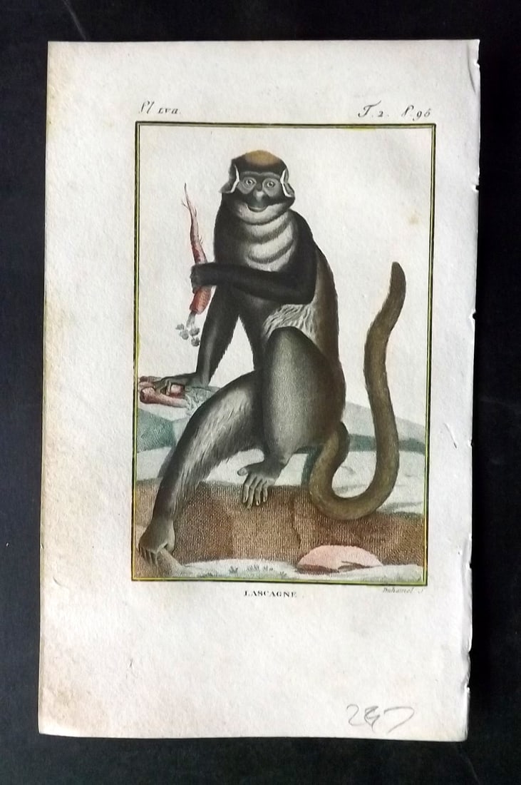 Latreille, Pierre-Andre 1800 Hand Col Monkey Print. Lascagne 57 (1 of 1)