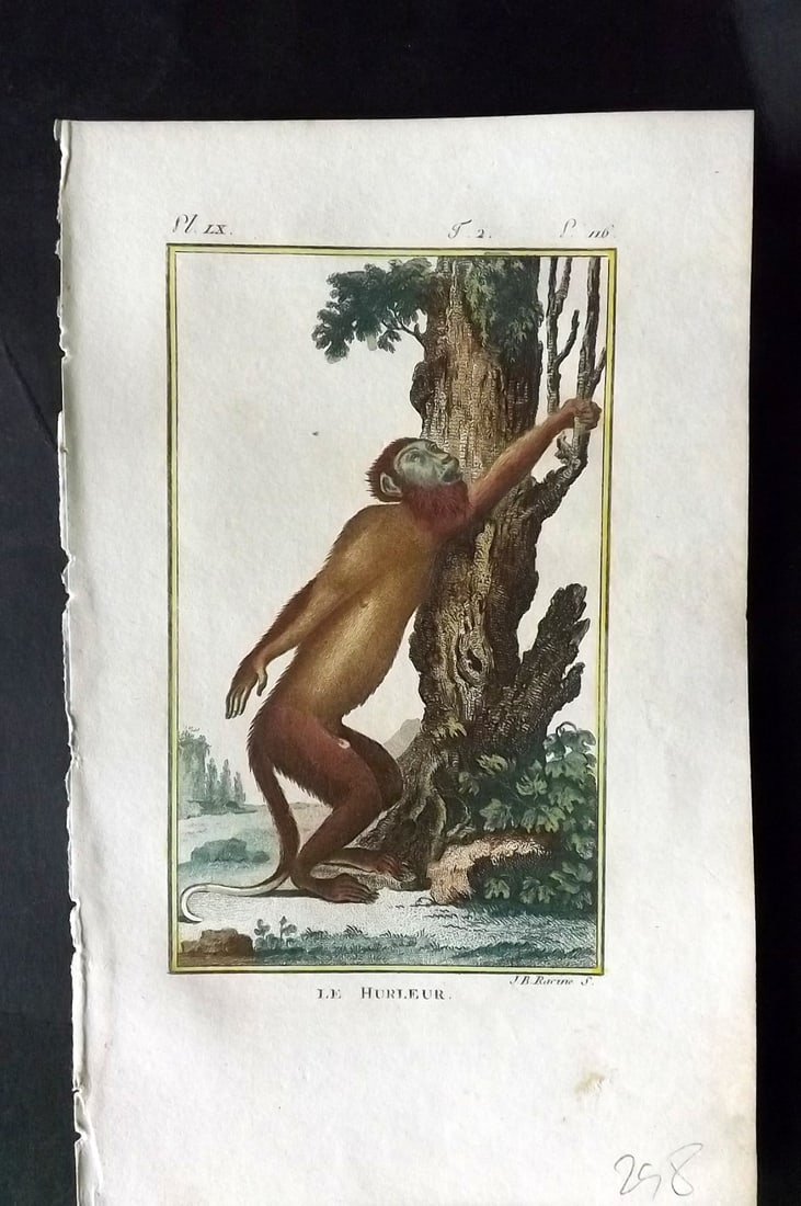 Latreille, Pierre-Andre 1800 Hand Col Monkey Print. Le Hurleur 60: Hand Colored Copper Plate Published 1800, Paris for "Histoire Naturelle des Singes" by Pierre-Andre Latreille and the Comte de Buffon. Paper Size: 8 x 4.75 inch (20 x 12cm) Good Condition