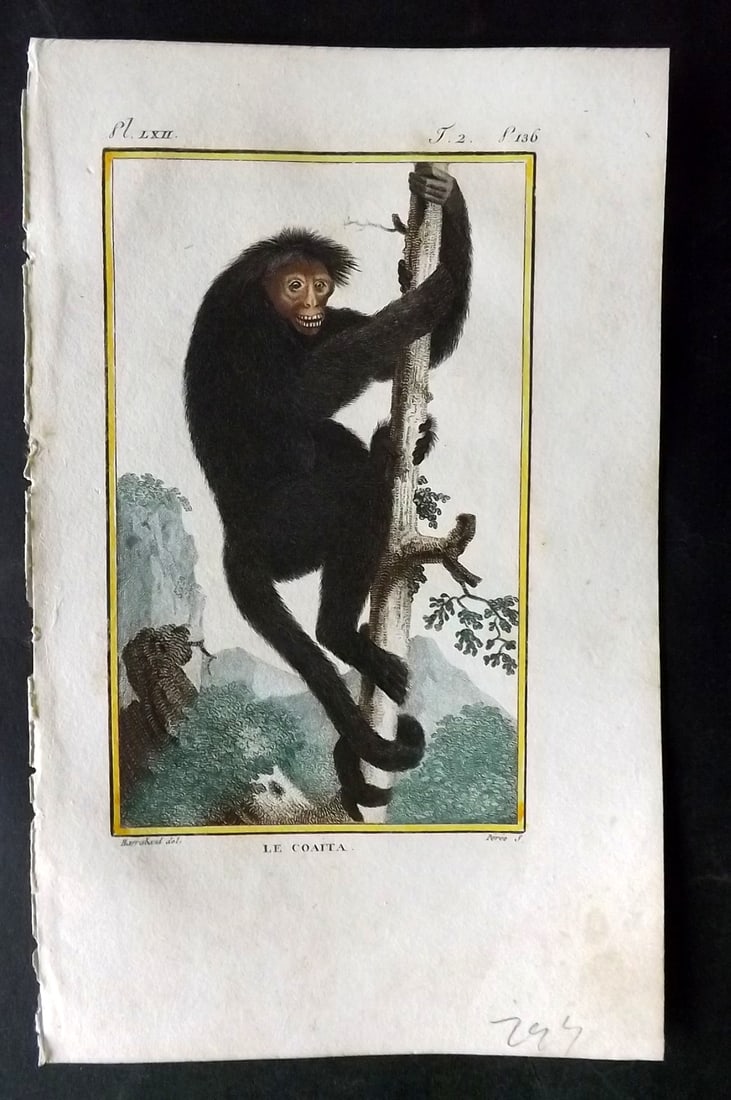 Latreille, Pierre-Andre 1800 Hand Col Monkey Print. Le Coaita 62 (1 of 1)