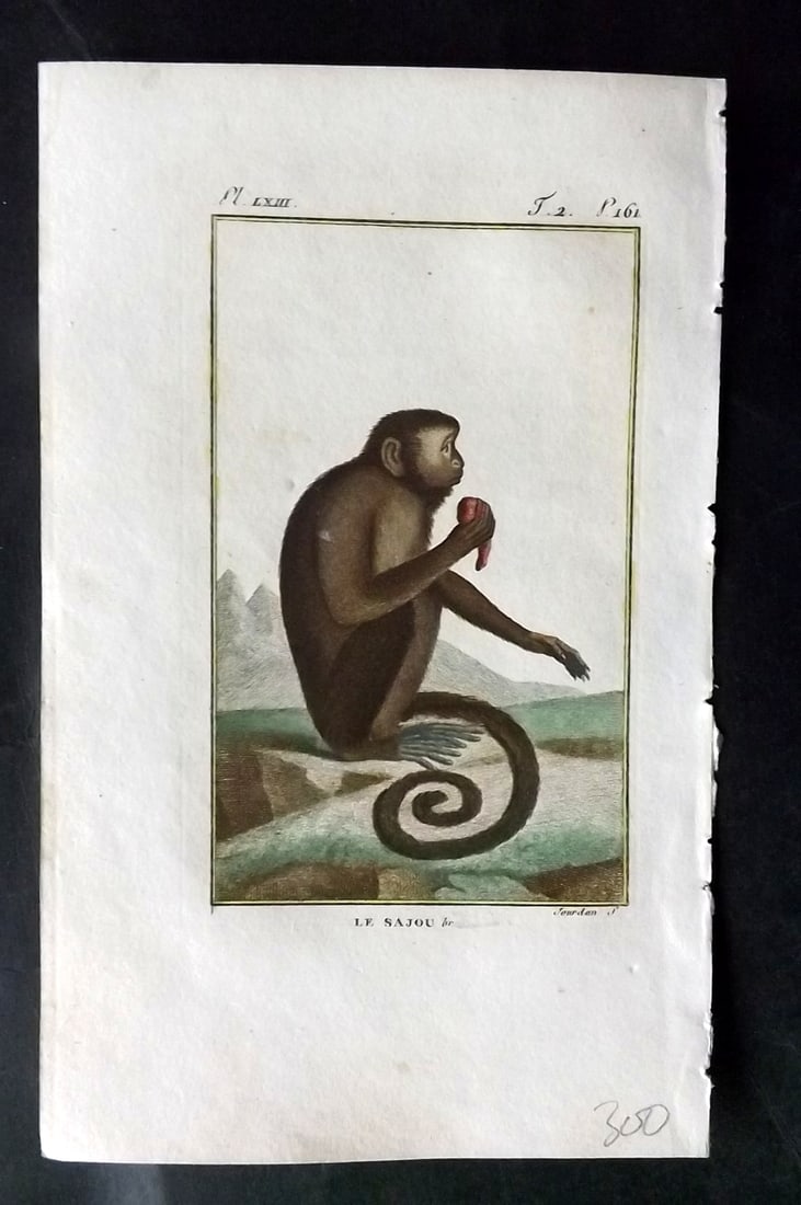 Latreille, Pierre-Andre 1800 Hand Col Monkey Print. Le Sajou 63 (1 of 1)