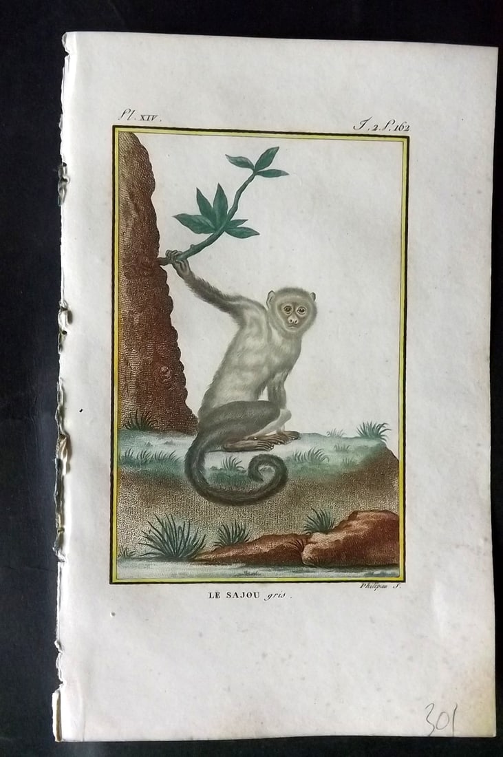Latreille, Pierre-Andre 1800 Hand Col Monkey Print. Le Sajou 14 (1 of 1)