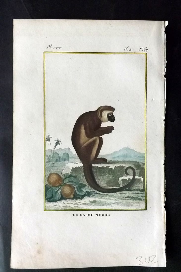 Latreille, Pierre-Andre 1800 Hand Col Monkey Print. Le Sajou Negre 65 (1 of 1)