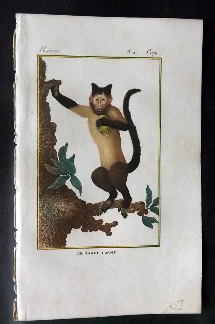 Latreille, Pierre-Andre 1800 Hand Col Monkey Print. Le Sajou Cornu 66 (1 of 1)