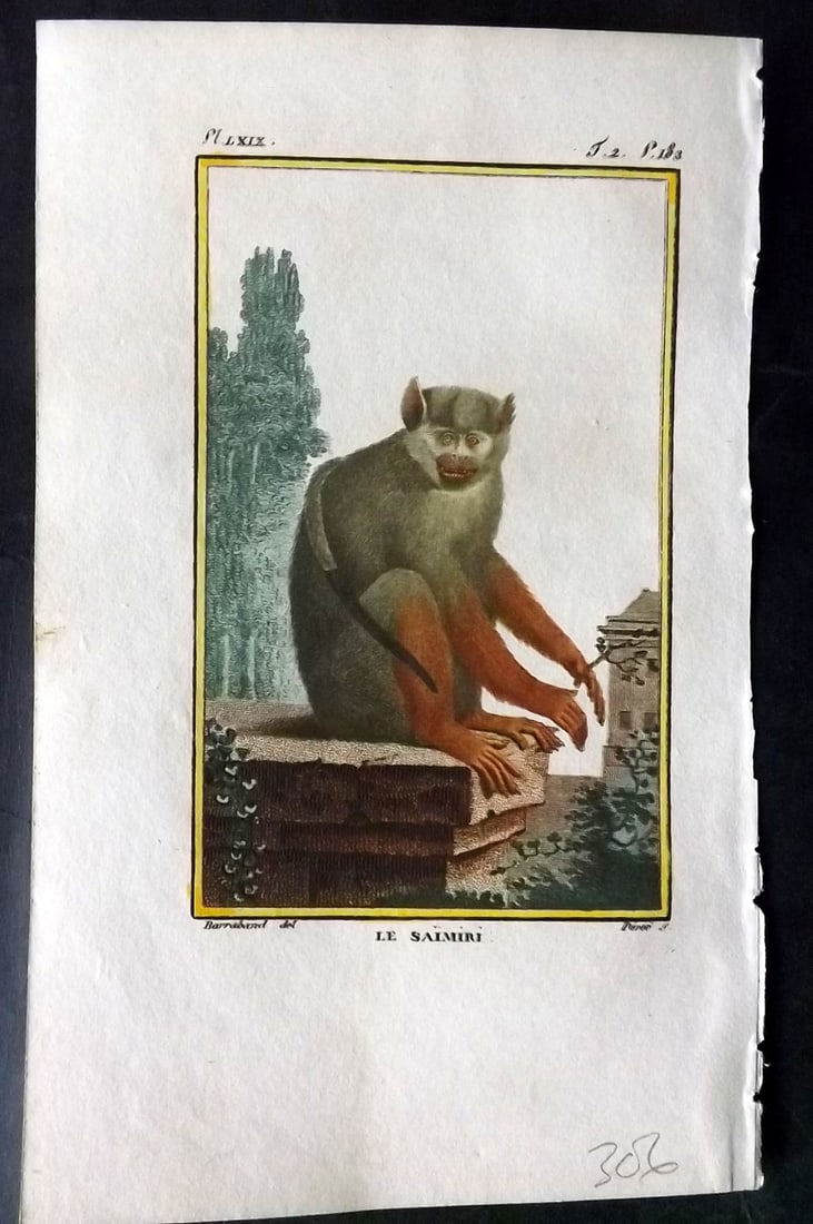 Latreille, Pierre-Andre 1800 Hand Col Monkey Print. Le Saimiri 69: Hand Colored Copper Plate Published 1800, Paris for "Histoire Naturelle des Singes" by Pierre-Andre Latreille and the Comte de Buffon. Paper Size: 8 x 4.75 inch (20 x 12cm) Good Condition