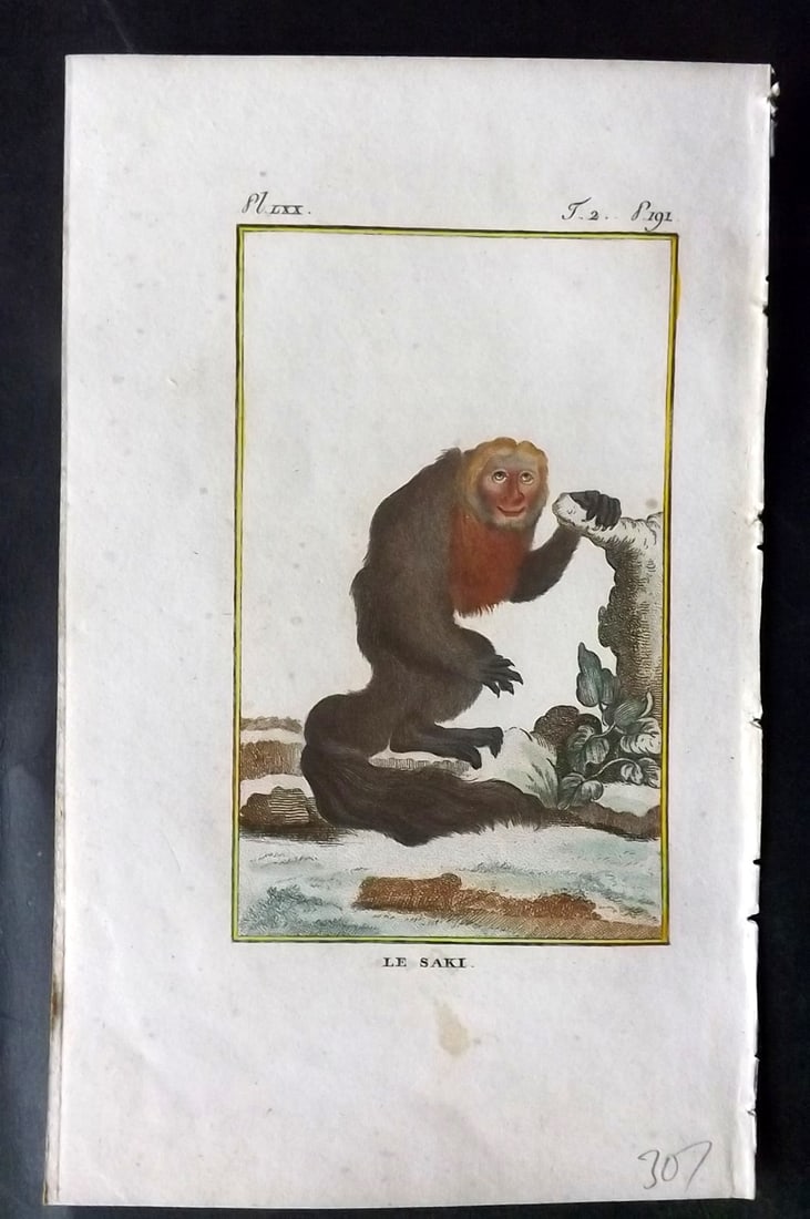 Latreille, Pierre-Andre 1800 Hand Col Monkey Print. Le Saki 70: Hand Colored Copper Plate Published 1800, Paris for "Histoire Naturelle des Singes" by Pierre-Andre Latreille and the Comte de Buffon. Paper Size: 8 x 4.75 inch (20 x 12cm) Good Condition