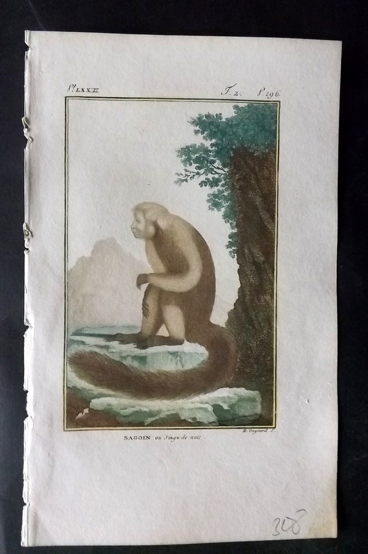 Latreille, Pierre-Andre 1800 Hand Col Monkey Print. Sagoin 72: Hand Colored Copper Plate Published 1800, Paris for "Histoire Naturelle des Singes" by Pierre-Andre Latreille and the Comte de Buffon. Paper Size: 8 x 4.75 inch (20 x 12cm) Good Condition