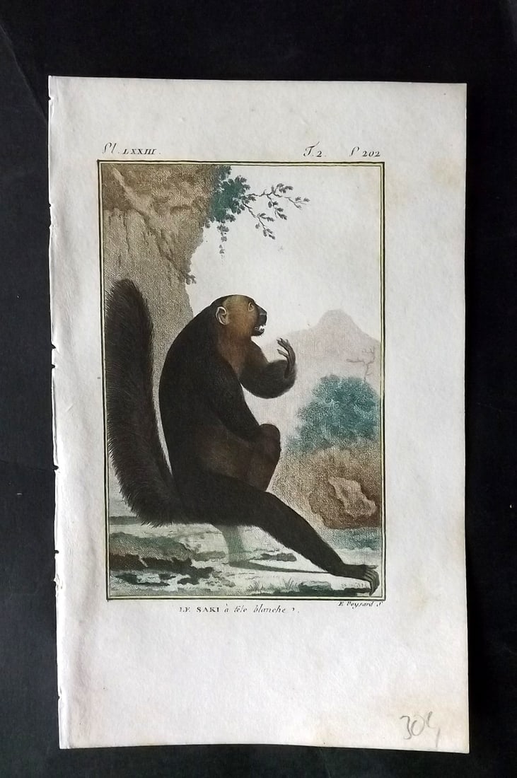 Latreille, Pierre-Andre 1800 Hand Col Monkey Print. Le Saki 73: Hand Colored Copper Plate Published 1800, Paris for "Histoire Naturelle des Singes" by Pierre-Andre Latreille and the Comte de Buffon. Paper Size: 8 x 4.75 inch (20 x 12cm) Good Condition