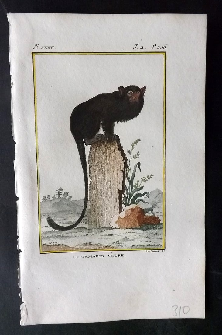 Latreille, Pierre-Andre 1800 Hand Col Monkey Print. Le Tamarin Negre 75: Hand Colored Copper Plate Published 1800, Paris for "Histoire Naturelle des Singes" by Pierre-Andre Latreille and the Comte de Buffon. Paper Size: 8 x 4.75 inch (20 x 12cm) Good Condition