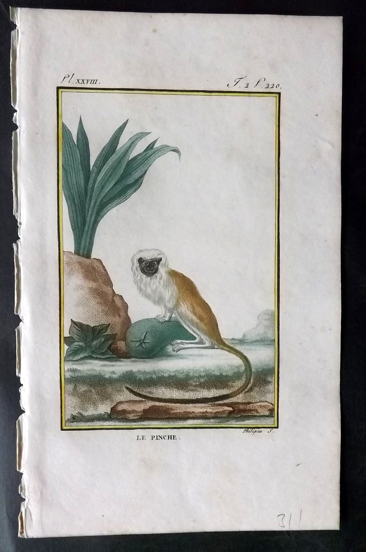 Latreille, Pierre-Andre 1800 Hand Col Monkey Print. Le Pinche 28 (1 of 1)
