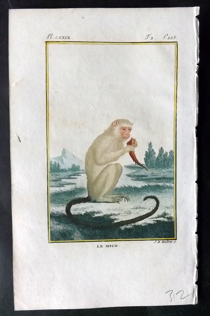 Latreille, Pierre-Andre 1800 Hand Col Monkey Print. Le Mico 89 (1 of 1)