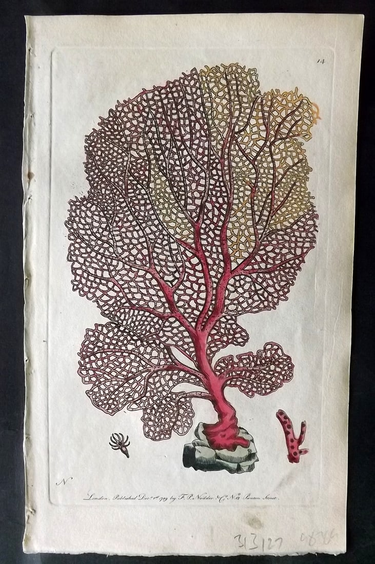 Shaw & Nodder 1790 Hand Col Print. Fan Gorgonia or Venus's Fan 14 Coral (1 of 1)