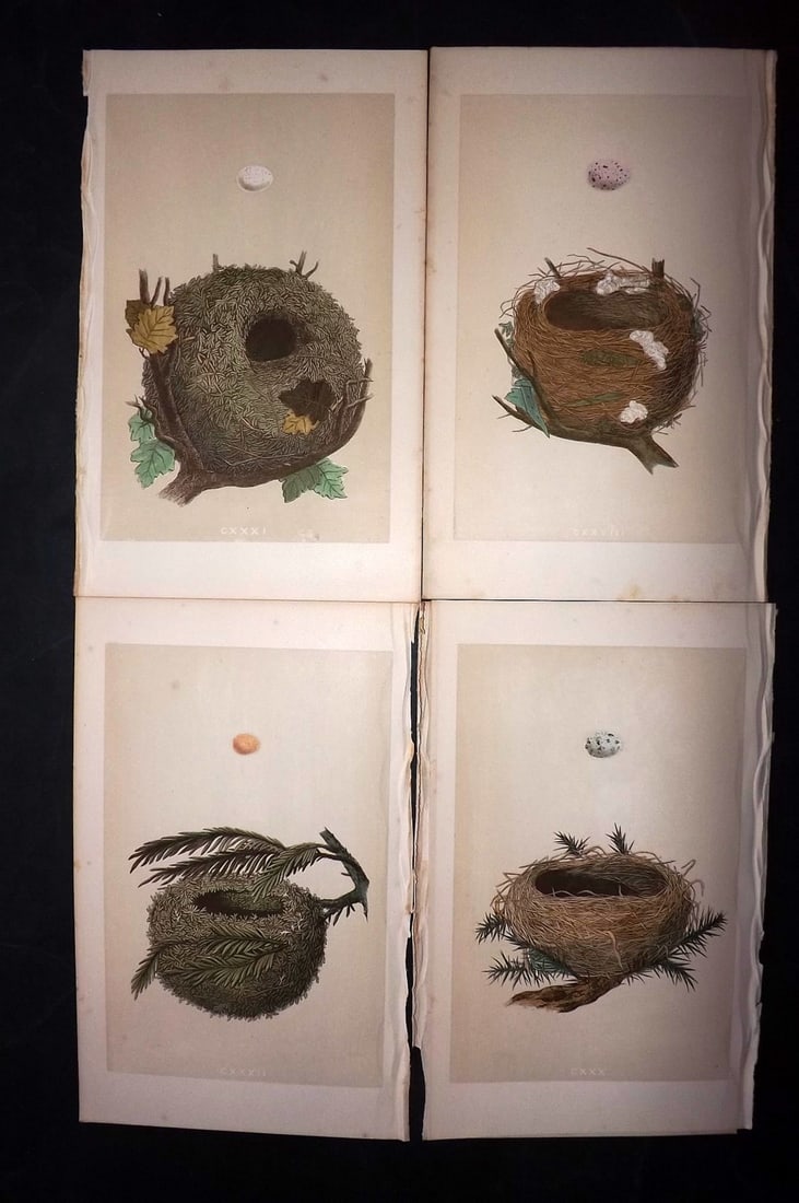 Morris, Francis 1863 Lot of 4 Antique Bird Nest Prints: Woodblocks Published 1863, London for "A Natural History of the Nests and Eggs of British Birds" By the Rev. Francis Orpen Morris, printed Benjamin Fawcett. With accompanying descriptive text. Paper S