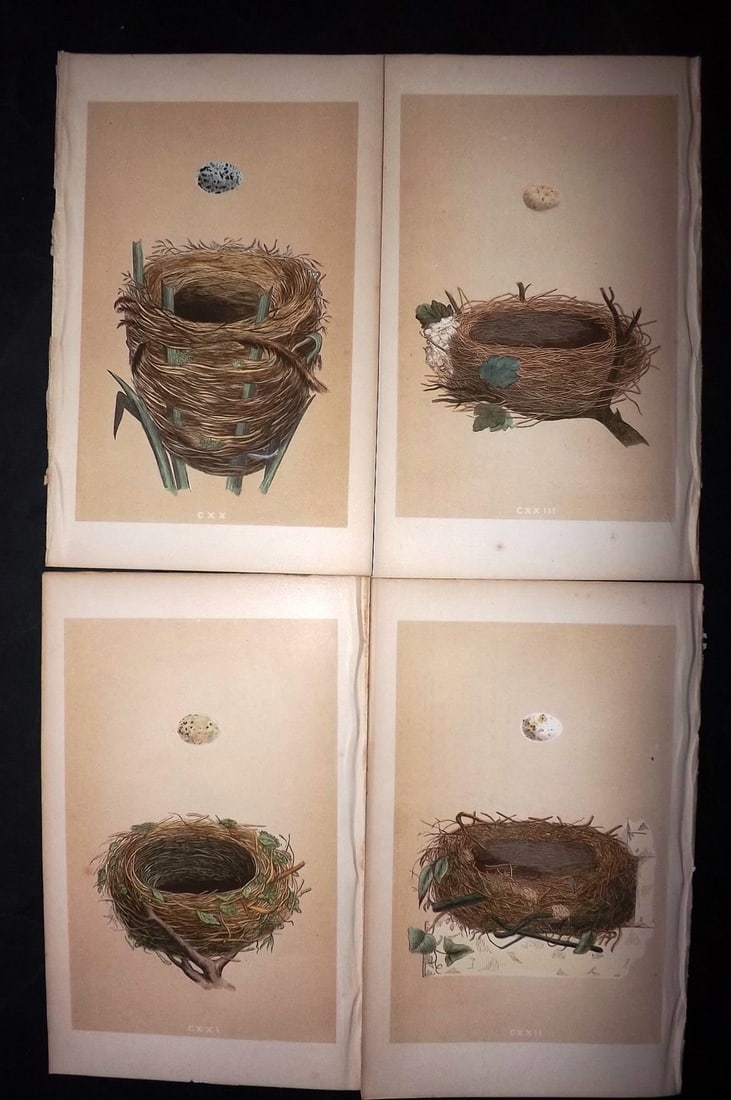Morris, Francis 1863 Lot of 4 Antique Bird Nest Prints: Woodblocks Published 1863, London for "A Natural History of the Nests and Eggs of British Birds" By the Rev. Francis Orpen Morris, printed Benjamin Fawcett. With accompanying descriptive text. Paper S