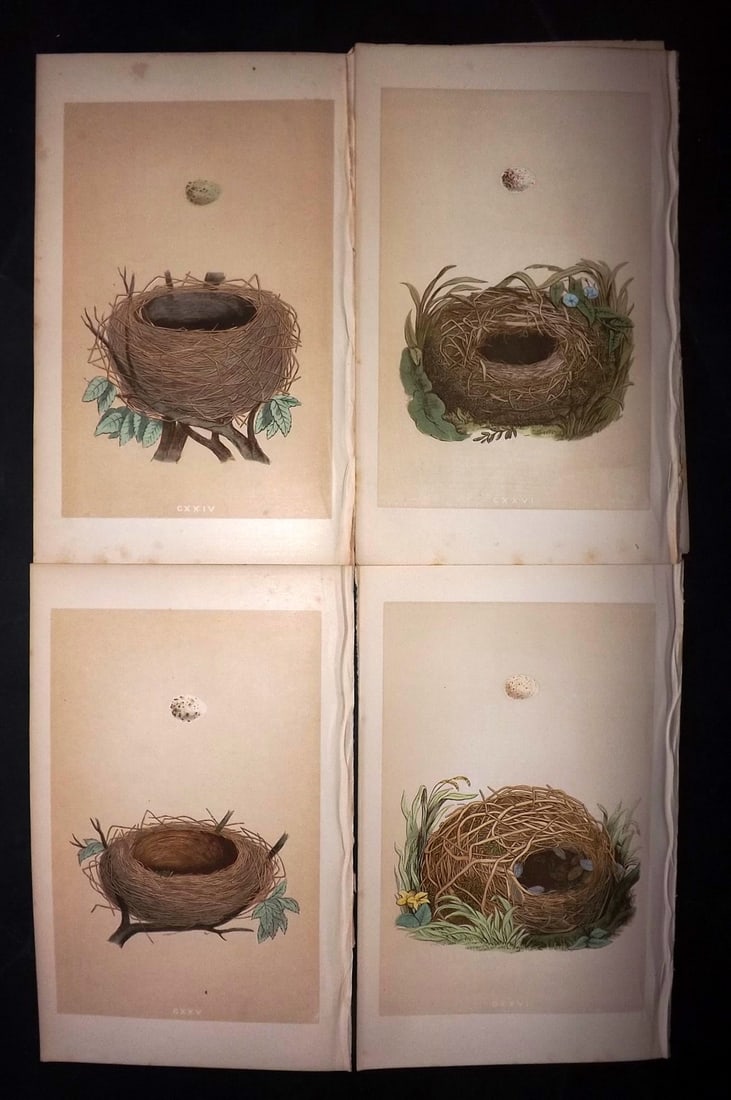 Morris, Francis 1863 Lot of 4 Antique Bird Nest Prints: Woodblocks Published 1863, London for "A Natural History of the Nests and Eggs of British Birds" By the Rev. Francis Orpen Morris, printed Benjamin Fawcett. With accompanying descriptive text. Paper S