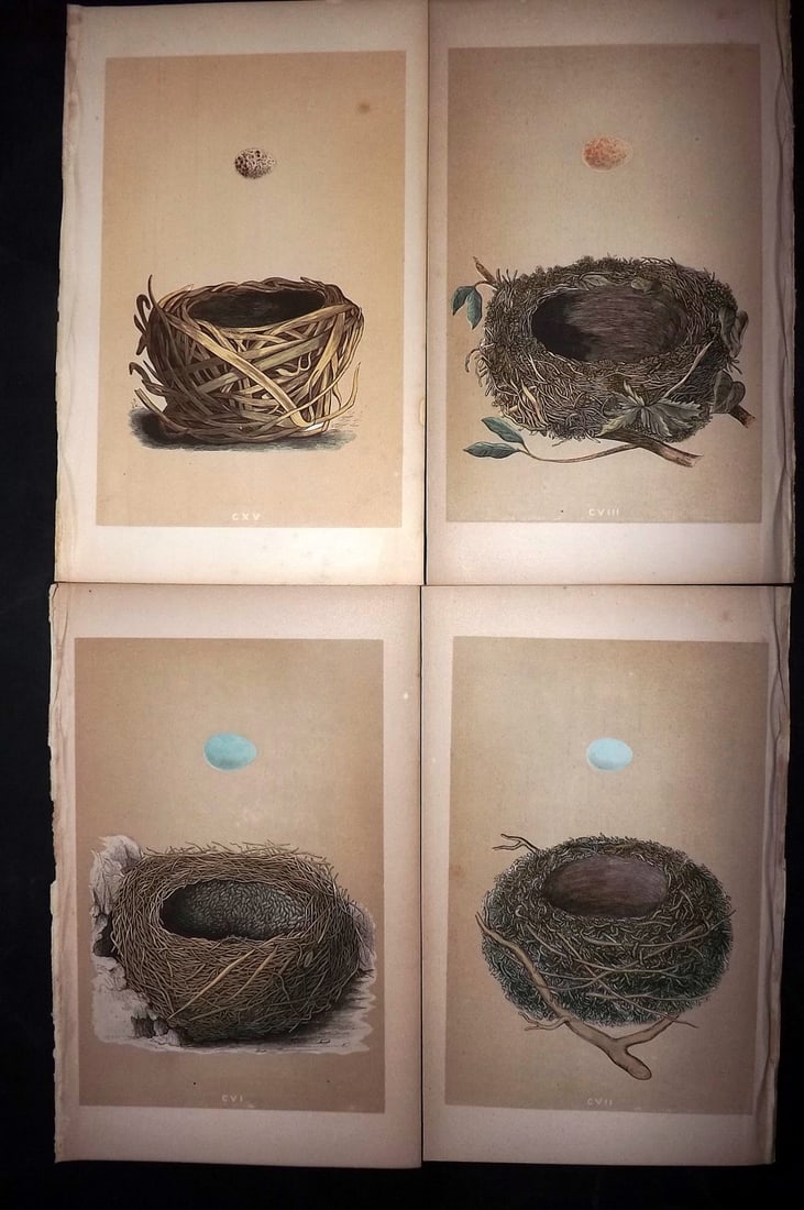 Morris, Francis 1863 Lot of 4 Antique Bird Nest Prints: Woodblocks Published 1863, London for "A Natural History of the Nests and Eggs of British Birds" By the Rev. Francis Orpen Morris, printed Benjamin Fawcett. With accompanying descriptive text. Paper S