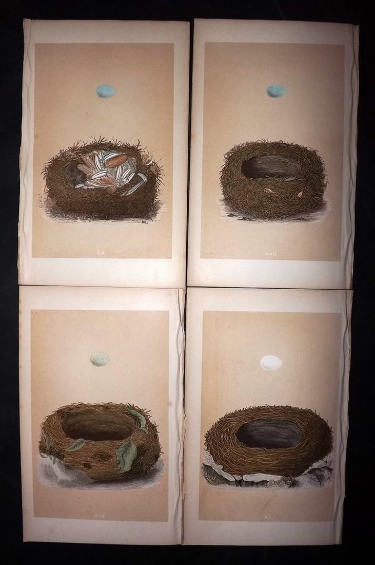 Morris, Francis 1863 Lot of 4 Antique Bird Nest Prints: Woodblocks Published 1863, London for "A Natural History of the Nests and Eggs of British Birds" By the Rev. Francis Orpen Morris, printed Benjamin Fawcett. With accompanying descriptive text. Paper S