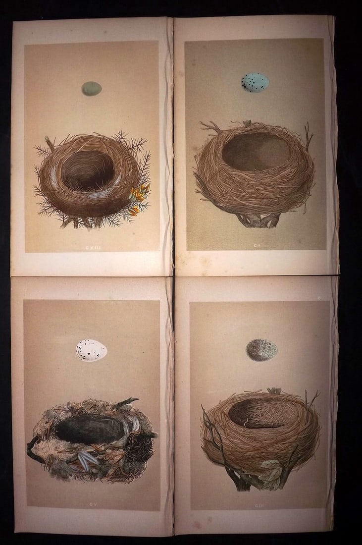 Morris, Francis 1863 Lot of 4 Antique Bird Nest Prints: Woodblocks Published 1863, London for "A Natural History of the Nests and Eggs of British Birds" By the Rev. Francis Orpen Morris, printed Benjamin Fawcett. With accompanying descriptive text. Paper S
