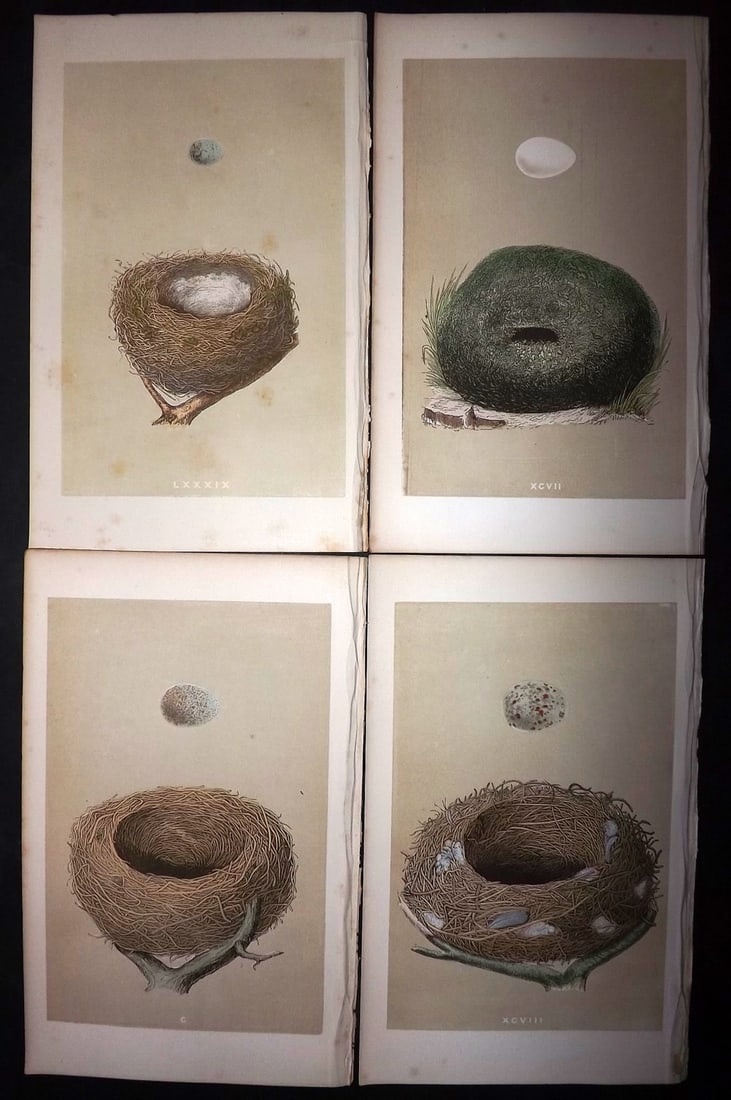 Morris, Francis 1863 Lot of 4 Antique Bird Nest Prints: Woodblocks Published 1863, London for "A Natural History of the Nests and Eggs of British Birds" By the Rev. Francis Orpen Morris, printed Benjamin Fawcett. With accompanying descriptive text. Paper S