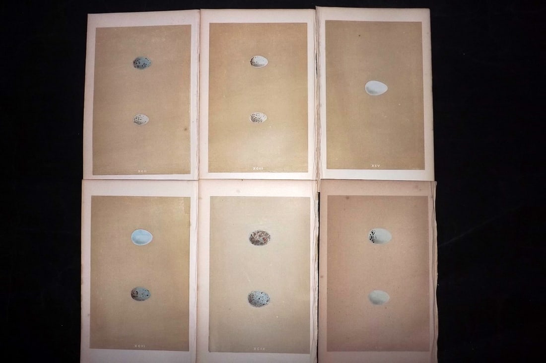 Morris, Francis 1863 Lot of 6 Antique Bird Egg Prints: Woodblocks Published 1863, London for "A Natural History of the Nests and Eggs of British Birds" By the Rev. Francis Orpen Morris, printed Benjamin Fawcett. With accompanying descriptive text. Paper S