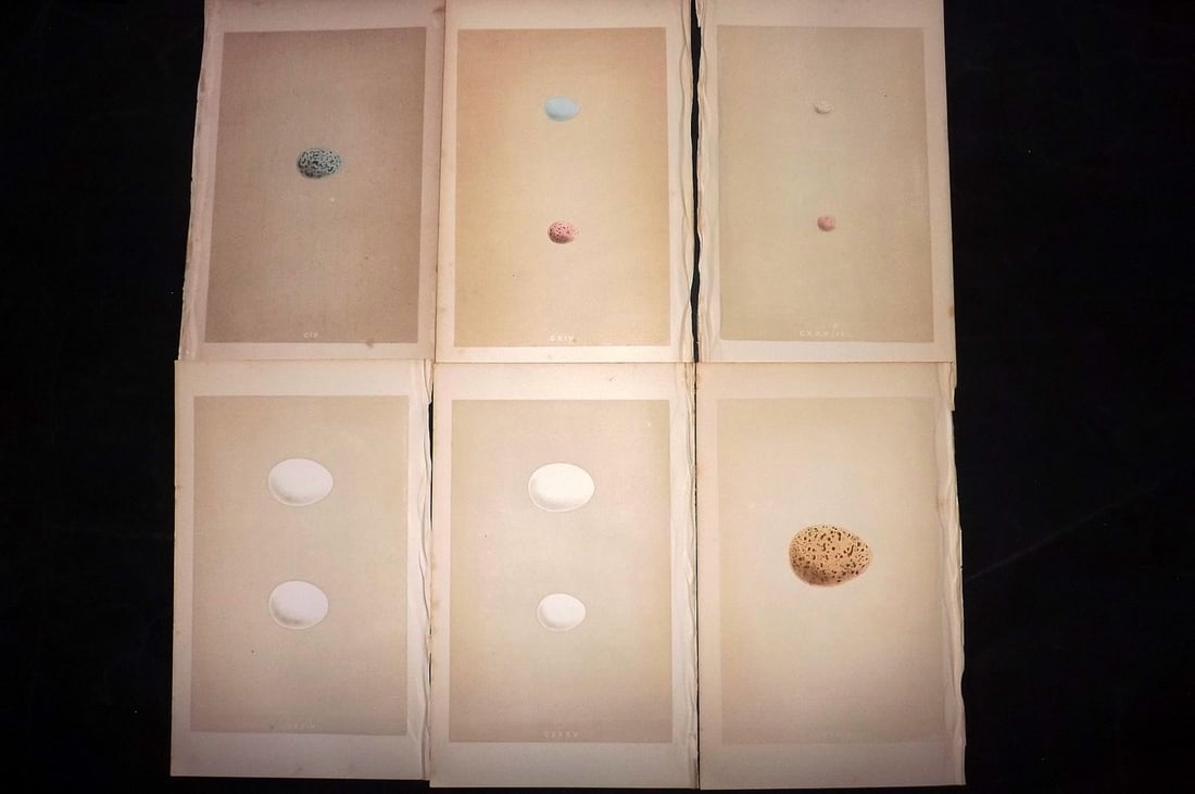 Morris, Francis 1863 Lot of 6 Antique Bird Egg Prints: Woodblocks Published 1863, London for "A Natural History of the Nests and Eggs of British Birds" By the Rev. Francis Orpen Morris, printed Benjamin Fawcett. With accompanying descriptive text. Paper S