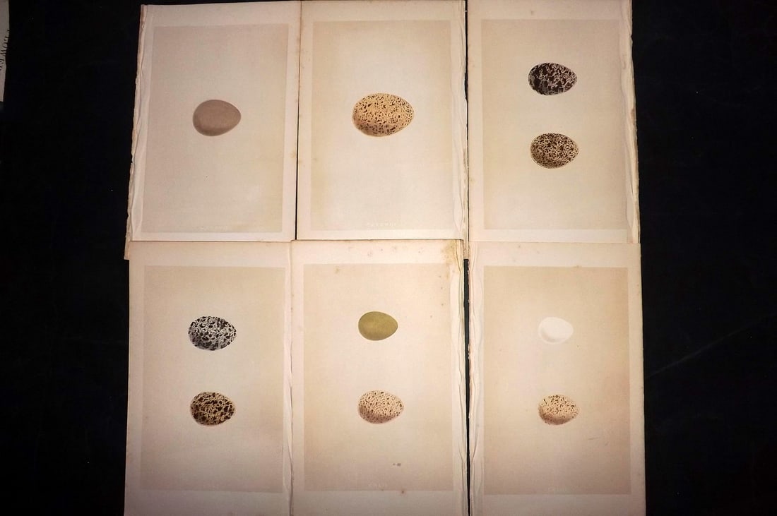 Morris, Francis 1863 Lot of 6 Antique Bird Egg Prints: Woodblocks Published 1863, London for "A Natural History of the Nests and Eggs of British Birds" By the Rev. Francis Orpen Morris, printed Benjamin Fawcett. With accompanying descriptive text. Paper S