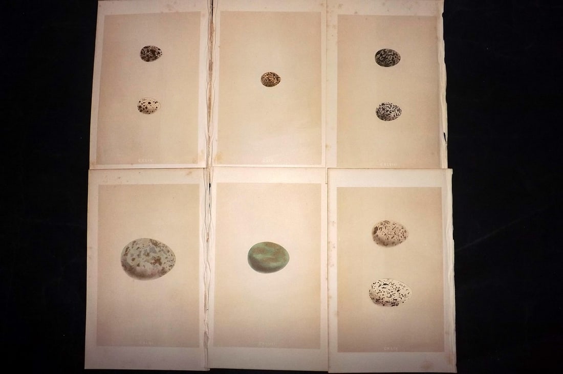 Morris, Francis 1863 Lot of 6 Antique Bird Egg Prints: Woodblocks Published 1863, London for "A Natural History of the Nests and Eggs of British Birds" By the Rev. Francis Orpen Morris, printed Benjamin Fawcett. With accompanying descriptive text. Paper S
