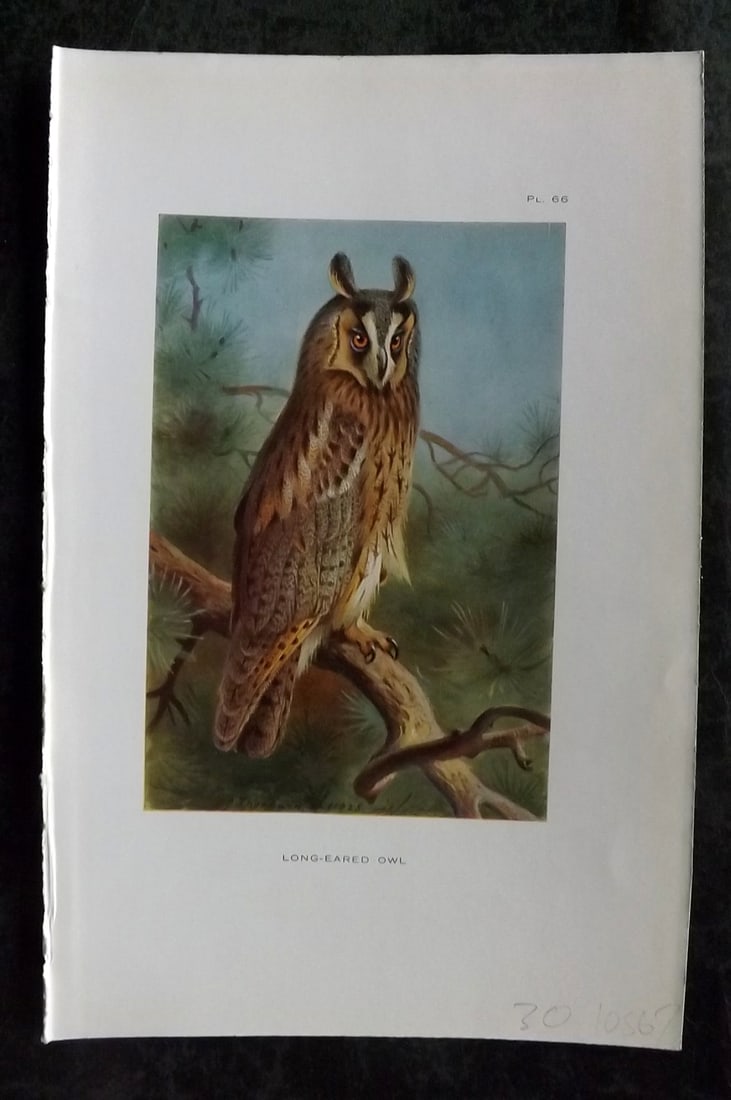 Thorburn, Archibald 1926 Vintage Bird Print. Long Eared Owl (1 of 1)