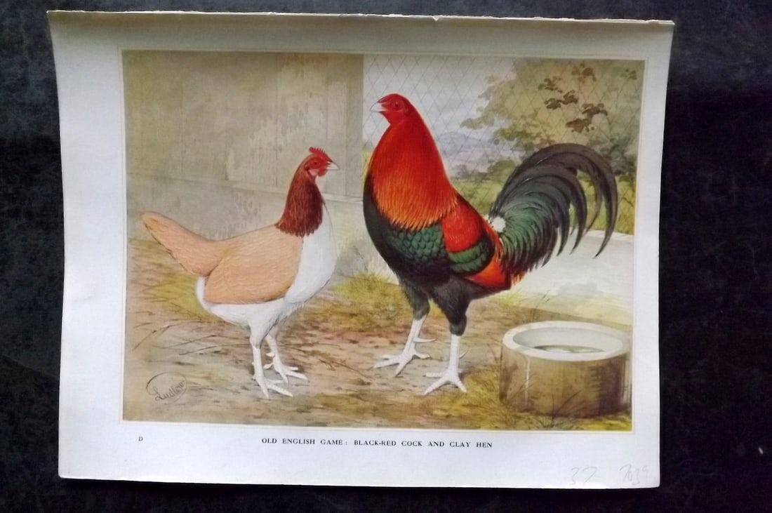 Wright & Ludlow C1910 Antique Poultry Print. Old English Game (1 of 1)