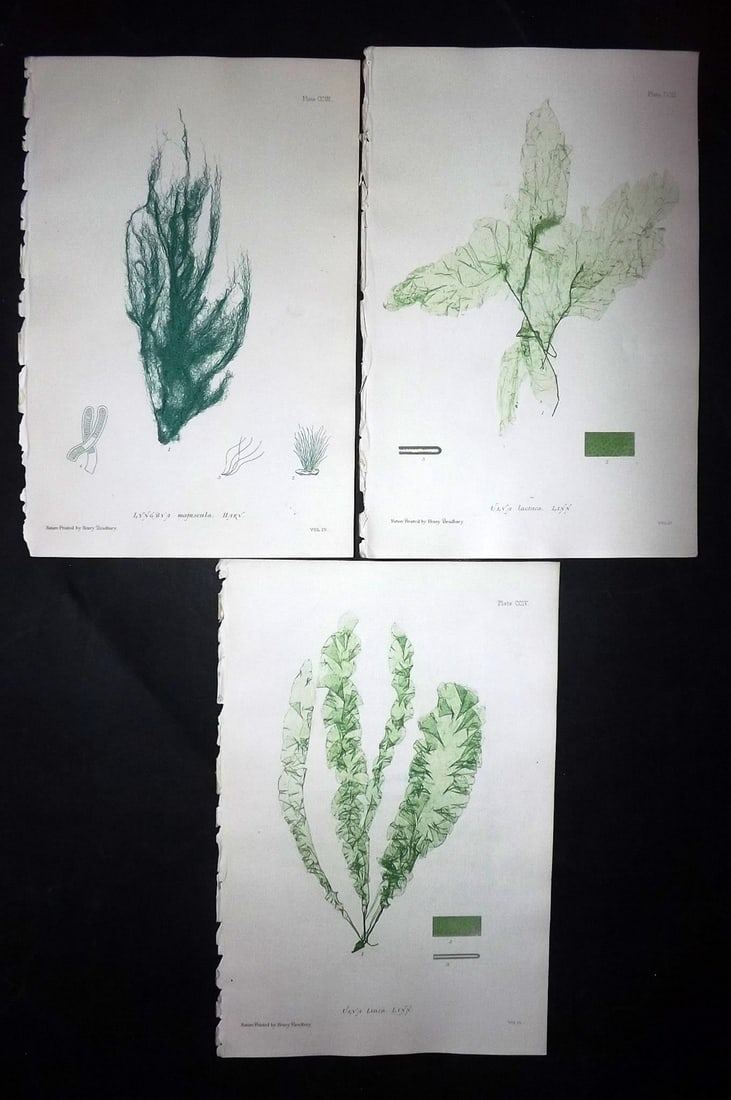 Bradbury, Henry 1859 Lot of 3 Nature Printed Seaweed Prints: Nature Printed Electrotype Published 1859 by Henry Bradbury, London for "The Nature-Printed British Sea-Weeds" by William Grosart Johnstone and Alexander Croall. Paper Size: 9.5 x 6 inch (24 x 15cm) I