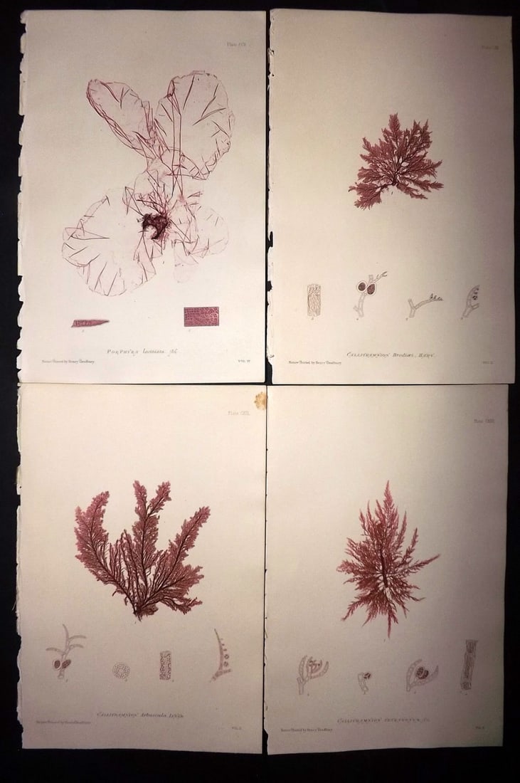 Bradbury, Henry 1859 Lot of 4 Nature Printed Seaweed Prints: Nature Printed Electrotype Published 1859 by Henry Bradbury, London for "The Nature-Printed British Sea-Weeds" by William Grosart Johnstone and Alexander Croall. Paper Size: 9.5 x 6 inch (24 x 15cm) I