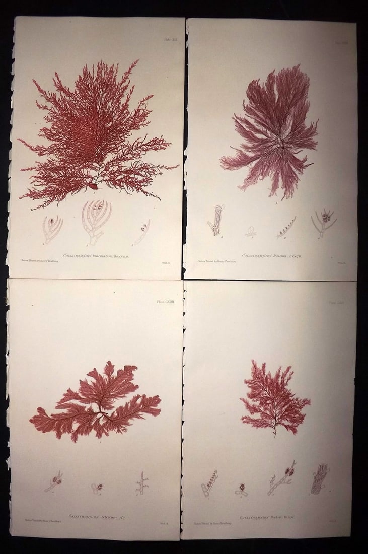 Bradbury, Henry 1859 Lot of 4 Nature Printed Seaweed Prints: Nature Printed Electrotype Published 1859 by Henry Bradbury, London for "The Nature-Printed British Sea-Weeds" by William Grosart Johnstone and Alexander Croall. Paper Size: 9.5 x 6 inch (24 x 15cm) I