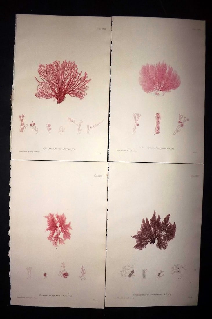 Bradbury, Henry 1859 Lot of 4 Nature Printed Seaweed Prints: Nature Printed Electrotype Published 1859 by Henry Bradbury, London for "The Nature-Printed British Sea-Weeds" by William Grosart Johnstone and Alexander Croall. Paper Size: 9.5 x 6 inch (24 x 15cm) I