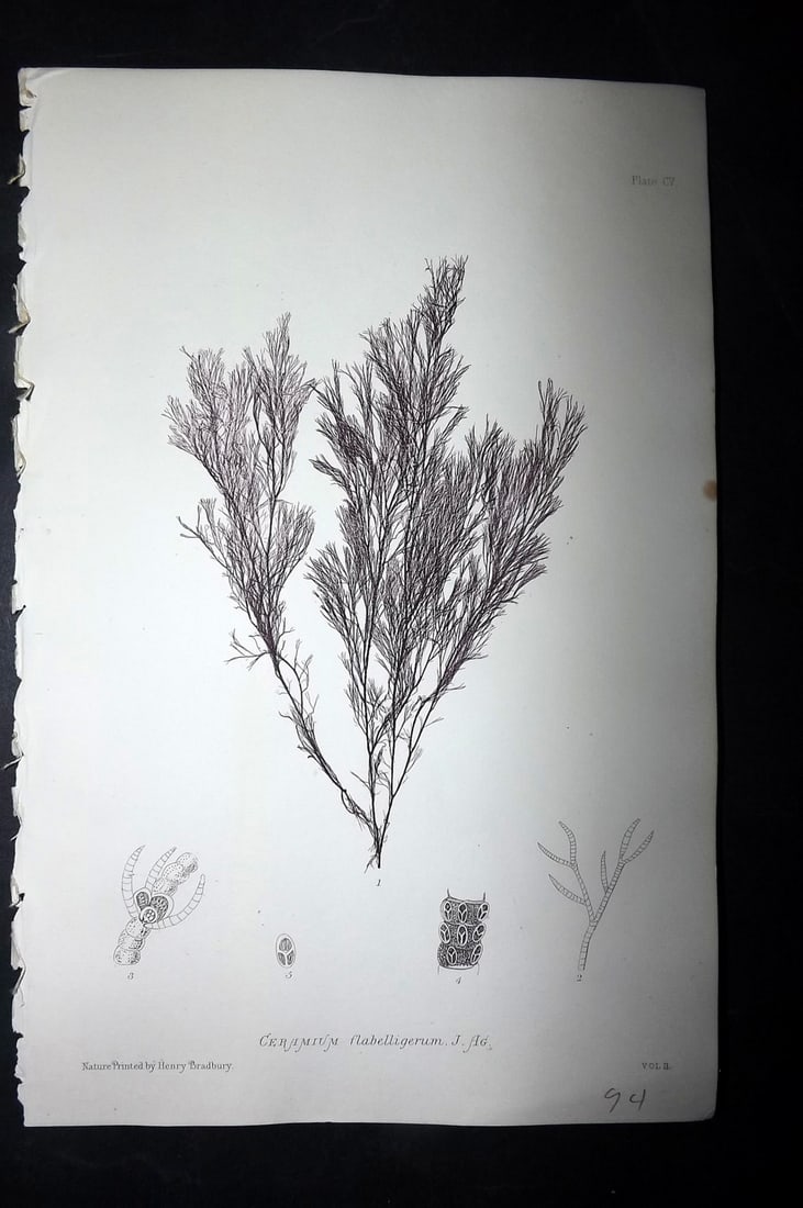 Bradbury, Henry 1859 Nature Printed Seaweed Print. Ceramium Flabelligerum 105: Nature Printed Electrotype Published 1859 by Henry Bradbury, London for "The Nature-Printed British Sea-Weeds" by William Grosart Johnstone and Alexander Croall. Paper Size: 9.5 x 6 inch (24 x 15cm) I